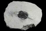 Bargain, Devil Horned Cyphaspis Trilobite - Mrakib, Morocco #119636-1